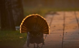 Ἡ μοναξιὰ τοῦ εἰλικρινοῦς…
