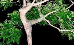 Ἡ Φύσις διαθέτει ἐξαιρετικῆς ποιότητος …φαντασία!!!