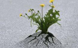 Τὸ Ὄργιον τῆς Φύσεως κορυφώνεται…