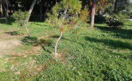 Γιὰ ἐμᾶς εἶναι τὸ τόσο Φῶς…